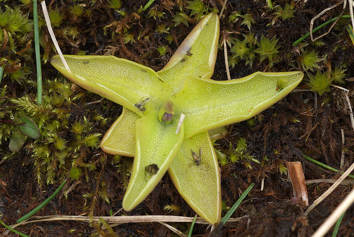 Pinguicula vulgaris / Pinguicola comune